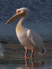 Great White Pelican 1