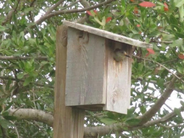 bird houses in Grove