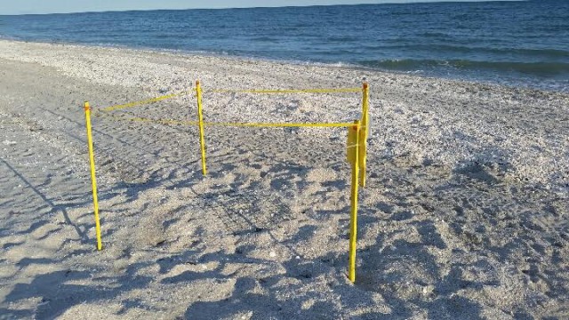 sea turtle nest at OR