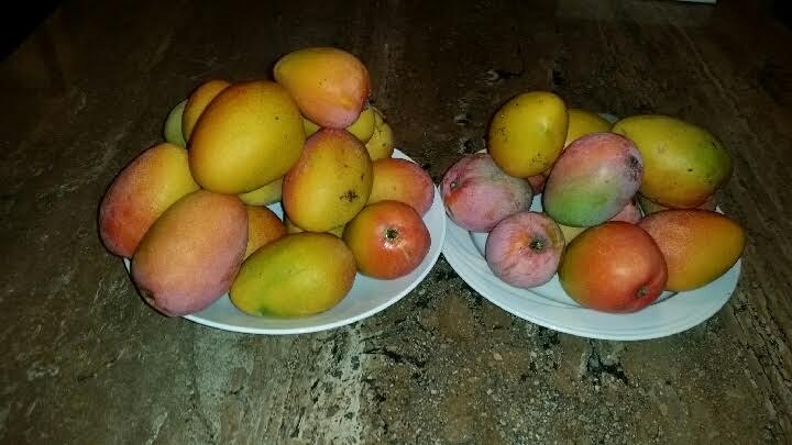 Andy's mango harvest