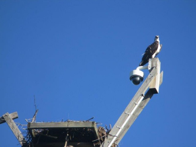 2016-osprey-nest