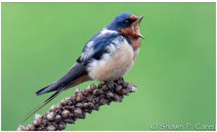 barn-swallow